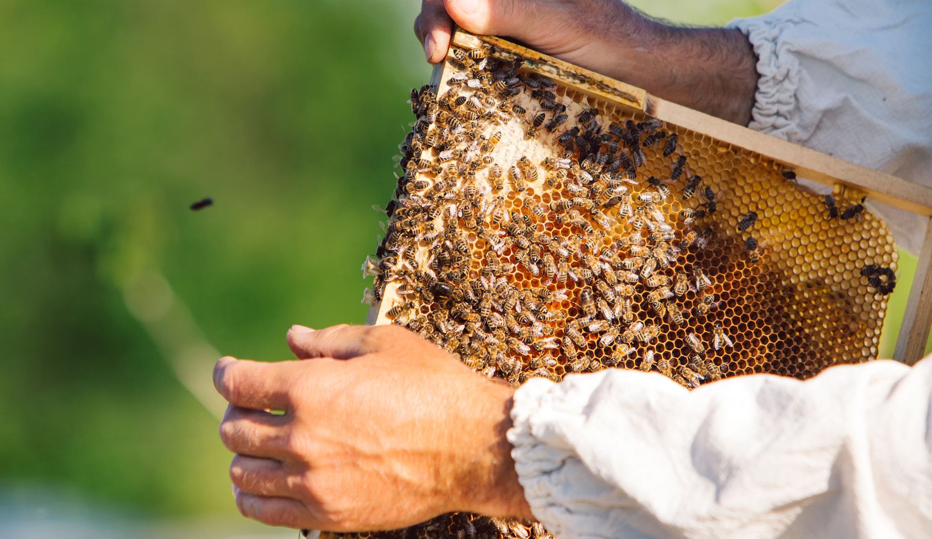 Uľahčite si včelárenie