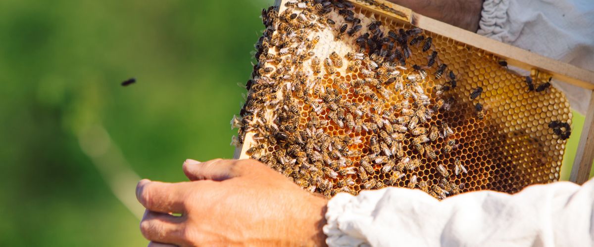 Megabee - bielkovinový prípravok pre včely